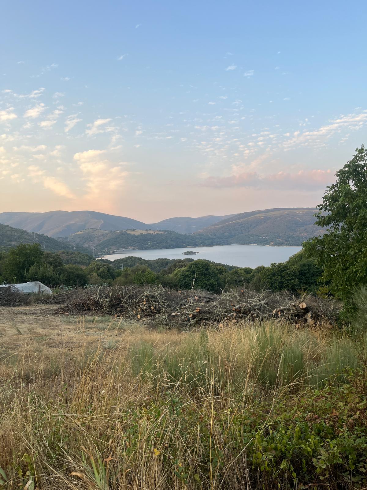 Naturaleza - Mielada de roble